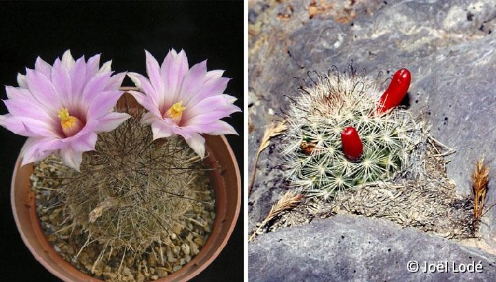 Mammillaria tetrancistra ©JLcoll.3040 (fr.) Chicago Valley Nev., USA